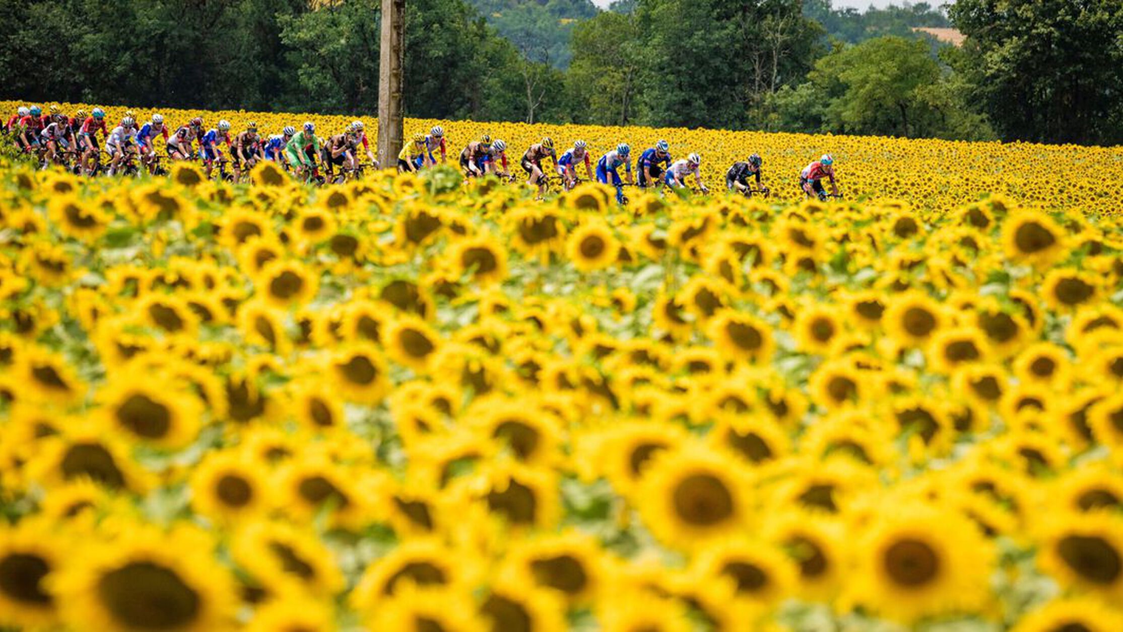 Field of sunflowers in full bloom during a stage of Tour de France 2024, capturing the vibrant summer landscape