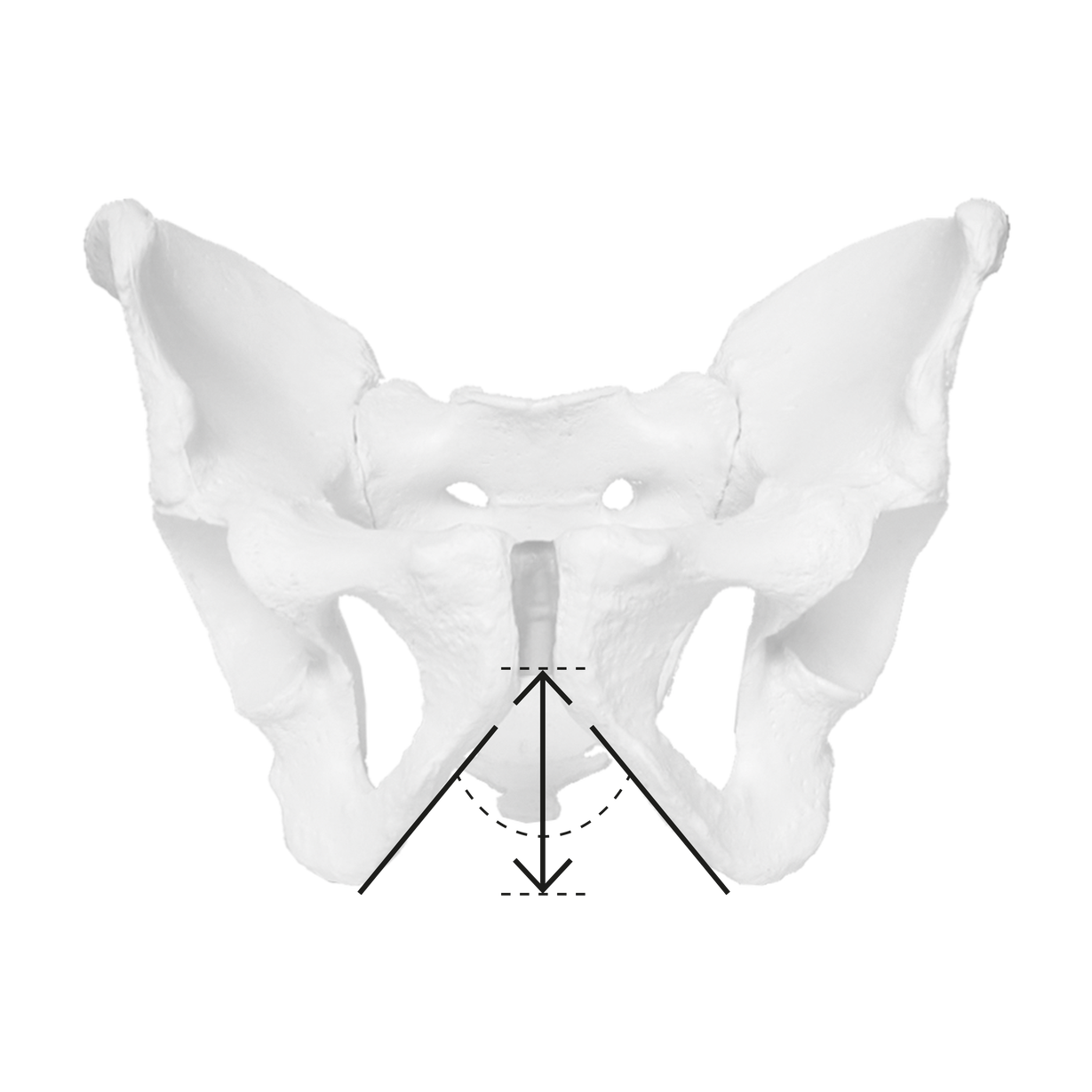 The sit bones of men 