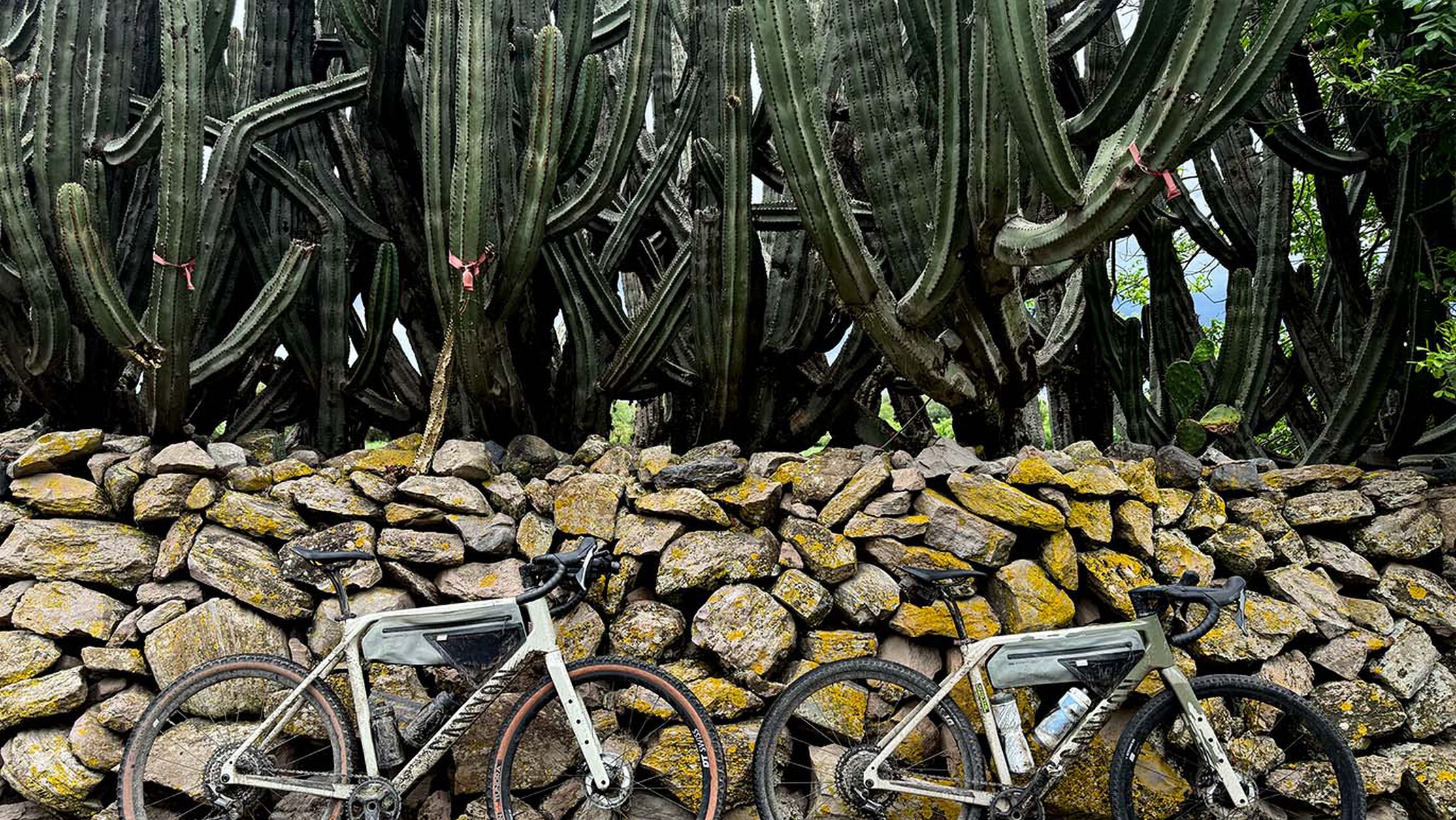 Which one to choose between aluminium or carbon gravel bikes? Canyon Grizl AL