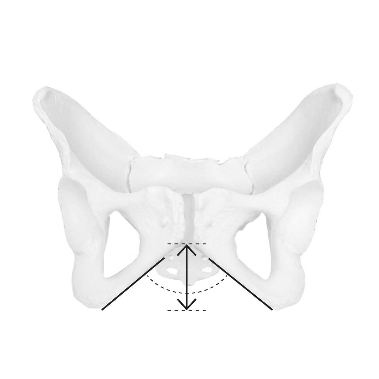 The sit bones of women 