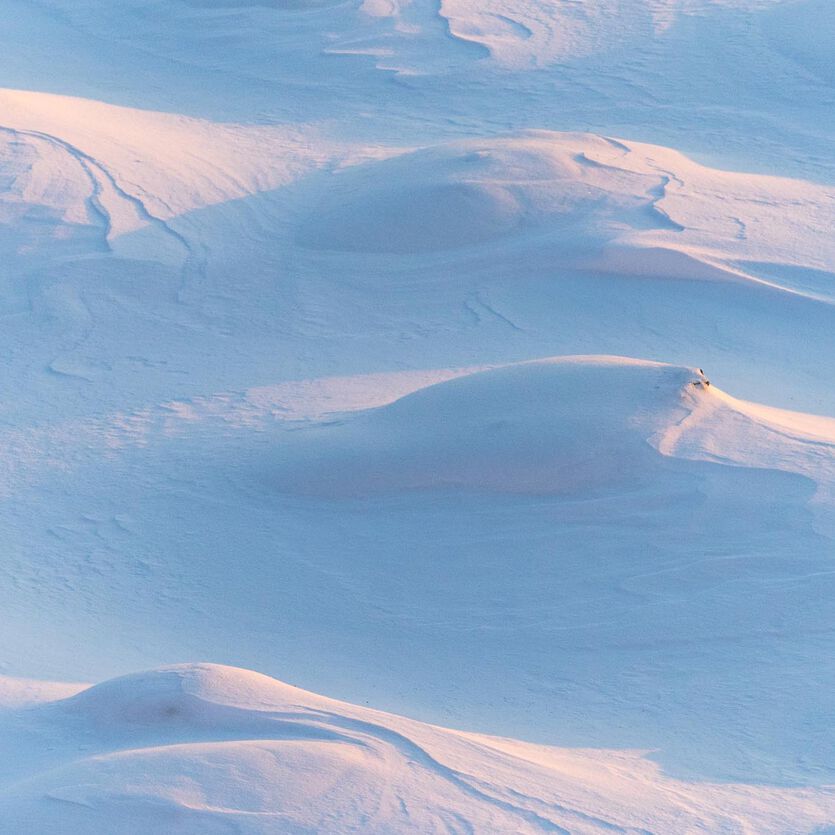 Canyon Hardtail Fat Bikes